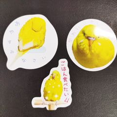 送料無料　セキセイインコ　インコ　ステッカー　３種類セット販売