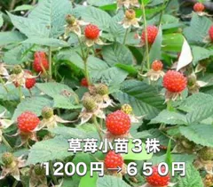 ⭐️草苺苗3株(小)⭐️ 3株1200円→650円 木苺苗　クサイチゴ苗　くさいちご苗　キイチゴ　木いちご　木イチゴ　野苺　野イチゴ　野いちご　ノイチゴ