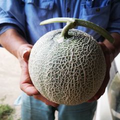 北海道 富良野メロン 高級 赤肉 特大 2玉 有機肥料 超減農薬 訳あり