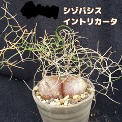 種子２０粒 ドリミア(シゾバシス) イントリカータ ケープバルブ 多肉植物