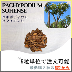 【種子】パキポディウム  ソフィエンセ /セット割あり 数量5粒から購入OK
