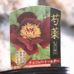 クラブアップル(レモイネ)苗木　約85㌢太い幹，鉢ごと宅急便 クラブアップル(レモイネ)苗木 約85㌢太い幹，鉢ごと宅急便 - メルカリ
