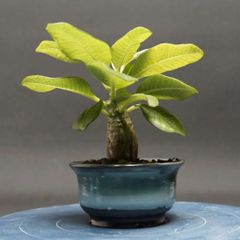 "Pachypodium baronii var. windsorii" パキポディウム ウィンゾリー 管理2274