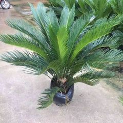10 ドワーフ サイカス カイルンシアナ/オーストラリア産/赤肌/葉性最高 サイカス カイルンシアナ/オーストラリア産/赤肌/ドワーフ