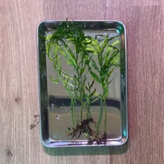 2026年最新】ボルビディスの人気アイテム - メルカリ