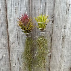チランジア　イオナンタ 2個セット　ハンギング付き　現品　Tillandsia ionantha　ティランジア エアプランツ エアープランツ ドゥルイド  観葉植物 観葉 植物  ハンギング 吊るす 吊り下げ