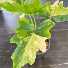 【極斑】フィロデンドロン　セローム　斑入り　Philodendron Selloum Variegated