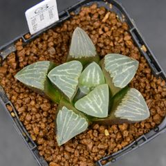 BANRI PLANTS - メルカリShops