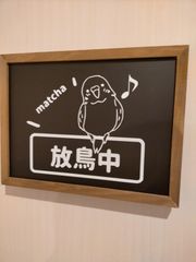 放鳥中　インコステッカー
