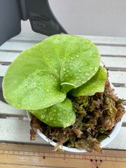 ビカクシダ胞子培養苗　リドレイ1苗！