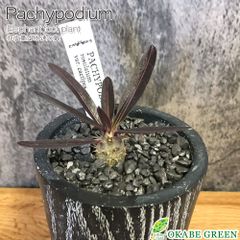 パキポディウム ゲアイー 塊根植物 黒陶器鉢＋富士砂仕立 - メルカリ