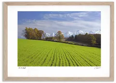 アートフォト 絵画 新雪山と秋の丘 高橋真澄/インテリア 額入り 額装込 風景画 油絵 ポスター アート アートパネル リビング 玄関 プレゼント モダン アートフレーム 飾る Mサイズ おしゃれ 壁掛け 絵