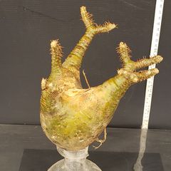 J536【最新到着】Pachypodium　グラキリス（MS）（現地球・抜き苗）【塊根植物】パキポディウム　グラキリス
