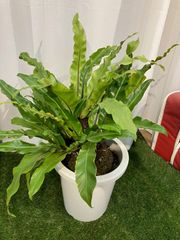 タニワタリ A1 観葉植物 現物販売 室内 オフィス