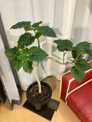 ウンベラータ A20 幹曲がり樹形フィカス 室内 観葉植物 オフィス 現物販売