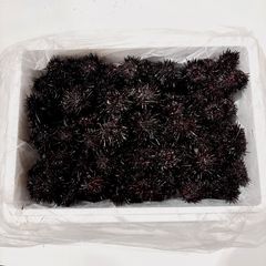 石鯛 活バフンウニ 釣りエサ用 2キロ クール 四国/関西/中国