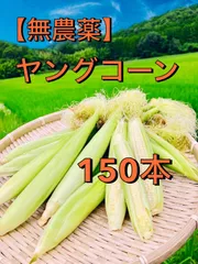新鮮ヤングコーン200本（本日1品のみ） 楽天市場】ヤングコーン 皮付き（とうもろこし｜野菜・きのこ