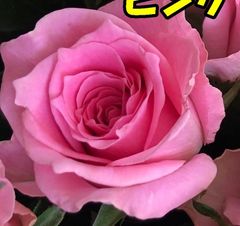 切り花 B3R5SS1M3 P2NNK3 ピンクのバラの女王様★四季咲き大輪　剣弁高芯咲き★挿し木苗