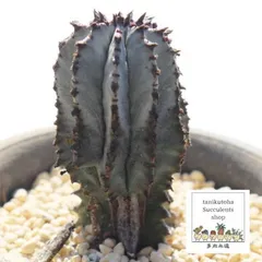 白衣ポリゴナ ユーフォルビア 2号ポット トウダイクサ科 多肉植物 根付苗 多肉永遠