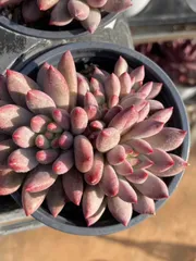 【18株の抜き苗セット】金魚姫群生　多肉植物　佐川急便発送　エケベリア　韓国苗　Z257