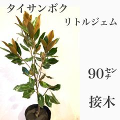 タイサンボク　リトルジェム　②大苗　苗木　★接木　★ドライフラワーになります！　★数限定！