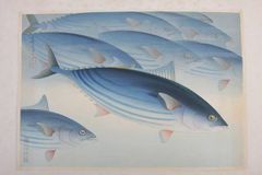 木版画 大野麦風 カツオ 大日本魚類画集 非売品 500部限定 昭和15年