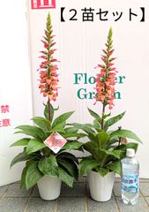 【２苗セット】　宿根ジギタリス　おすすめ　イルミネーション　フレイム　ハイブリッドジギタリス　ガーデニング　PROVENWINNERS