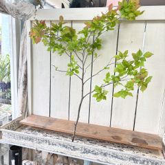 ナツハゼ夏櫨切枝100㎝前後1本生花