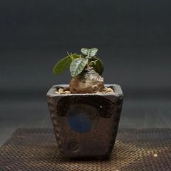 "Dorstenia foetida" ドルステニア フォエチダ 管理2126