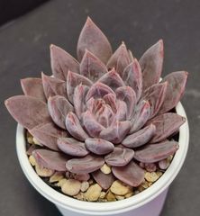 エケベリア 原種 クライギアナ チワワ その９　craigiana chuahua  ケーレス実生苗 月曜or火曜日発送