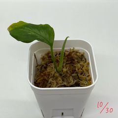 アグラオネマ　ピクタム　Aglaonema pictum ”エウレカもどき”  from Pulau Nias AZ便