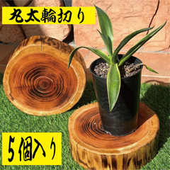 【国産木材】丸太輪切　おしゃれな台座　5個入