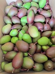 沖縄青切りマンゴー4-10個／キロ　Okinawa green raw mango 1kg