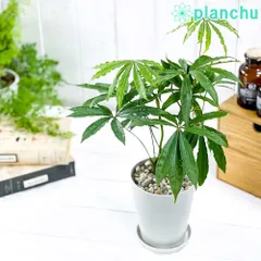 ① アンスリウム　マクロロバム　原種アンスリウム レア アンスリウム マクロロバム Athurium macrolobam 大株 - メルカリ