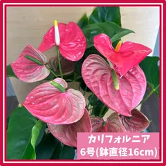 2026年最新】アンスリウムの人気アイテム - メルカリ