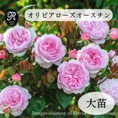 バーバラオースチン（2）6号スリット ER 芽接ぎ苗 イングリッシュ