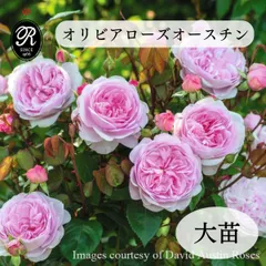 2025年最新】薔薇 大苗 強香の人気アイテム - メルカリ 2025年最新】薔薇 大苗 強香の人気アイテム - メルカリ