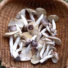 天然きのこ145　シモフリシメジ、ムキタケ、1.1kg
