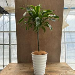 ドラセナ アルトロ アート 陶器鉢 Dracaena Altoro Art 現品 キジカクシ科・ドラセナ属 観葉植物 観葉 植物 珍しい レア 希少 インテリア プレゼント おしゃれ かわいい グリーン 斑入り 斑