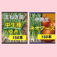 各種玉ねぎ苗‼️専用ページのコーナー（赤玉ねぎ苗、ソニック 