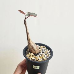S⑧〚フィランサス・ミラビリス〛Phyllanthus Mirabilis 塊根植物 コーデックス ポット発送
