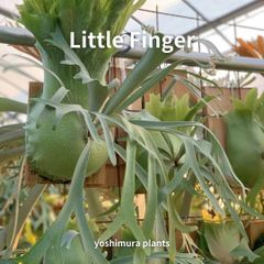 ビカクシダ リトルフィンガー 71 胞子] Little Finger リトルフィンガー ビカクシダ - メルカリ