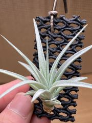 【ネコポス】チランジア レクルビフォリア　Tillandsia recurvifolia　キンクマ農園☆T0100