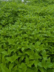 菊芋の葉　農薬不使用　信州産　150g〜180g