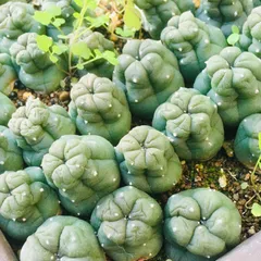 最終値引‼️ 21 ロフォフォラ ペヨーテ 烏羽玉錦 群生 Amazon｜ロフォフォラ 烏羽玉 L｜観葉植物 オンライン通販