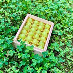 山形産　高級ぶどう　シャインマスカット   桐箱