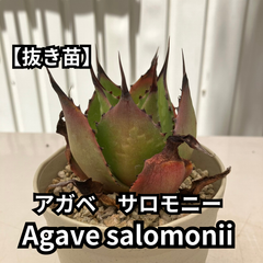 【抜き苗】アガベ　サロモニー　Agave salomonii　2024-6-15-as1