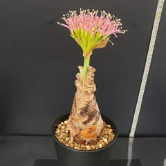 2025年最新】ブーファン ディスティチャの人気アイテム - メルカリ