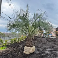 2025年最新】ココスヤシ 地植えの人気アイテム - メルカリ