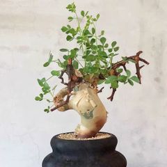 コミフォラ　カタフ　ソマリア　発根済み　良型　現地株　現地球 現品限り】コミフォラ・カタフ ソマリア ピュア 現地株 発根済み